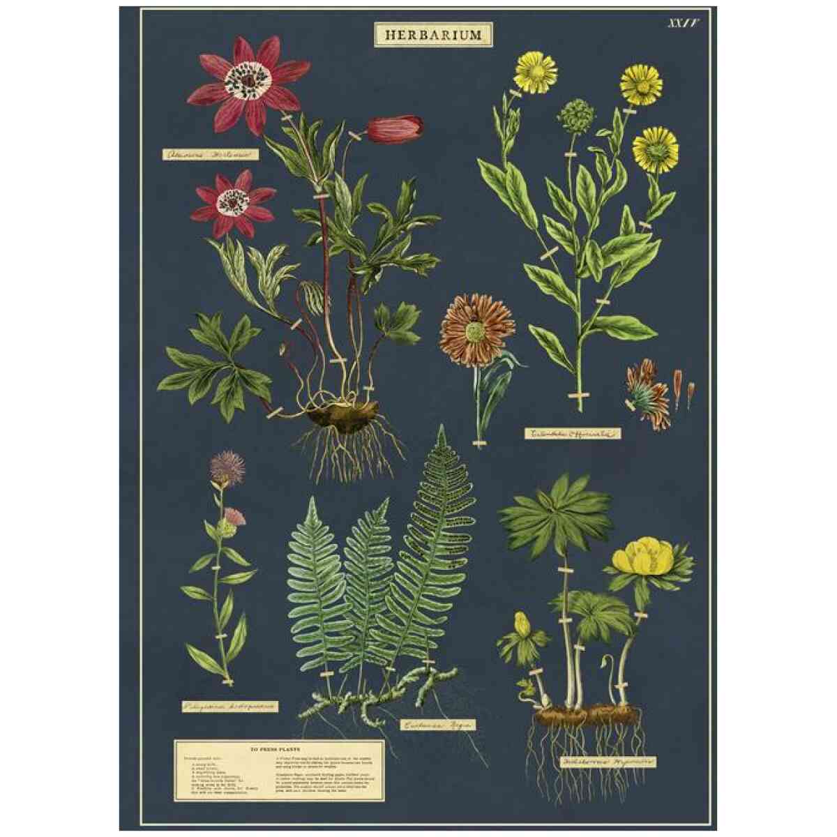Herbarium - Poster