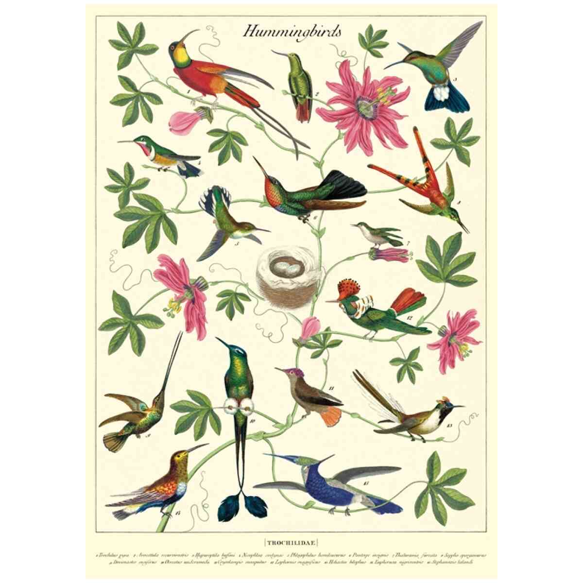Hummingbirds - Poster