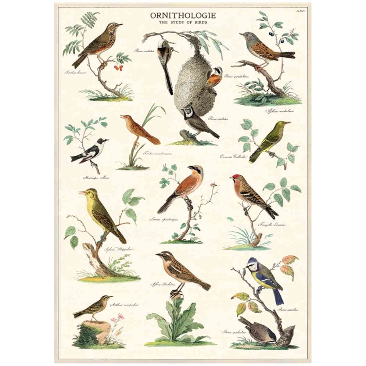 Ornithology - Poster