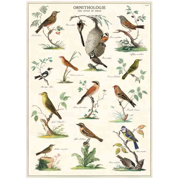 Ornithology - Poster