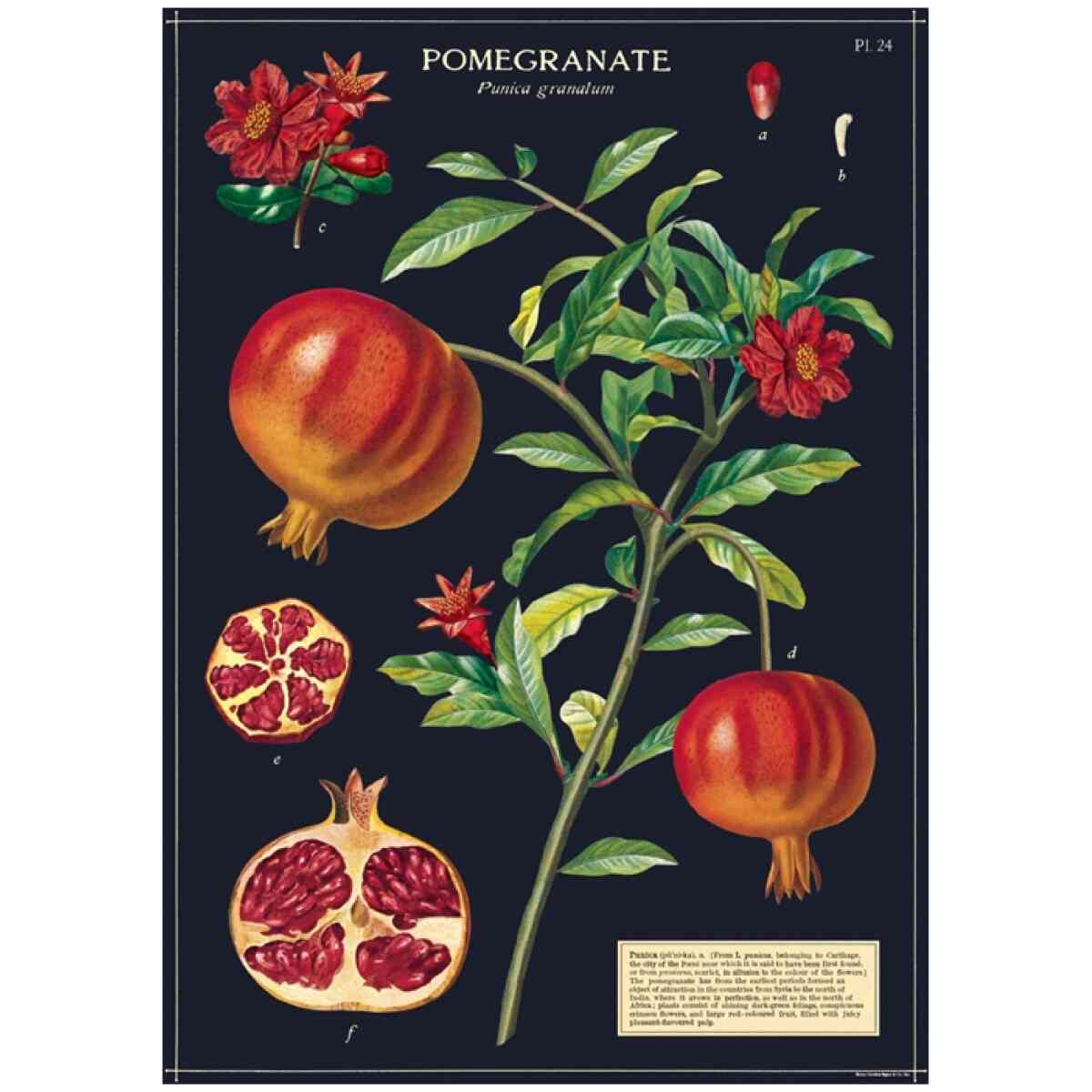 Pomegranate - Poster