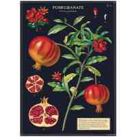 Pomegranate Poster Cavallini