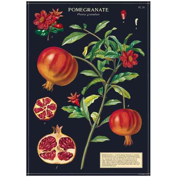 Pomegranate - Poster