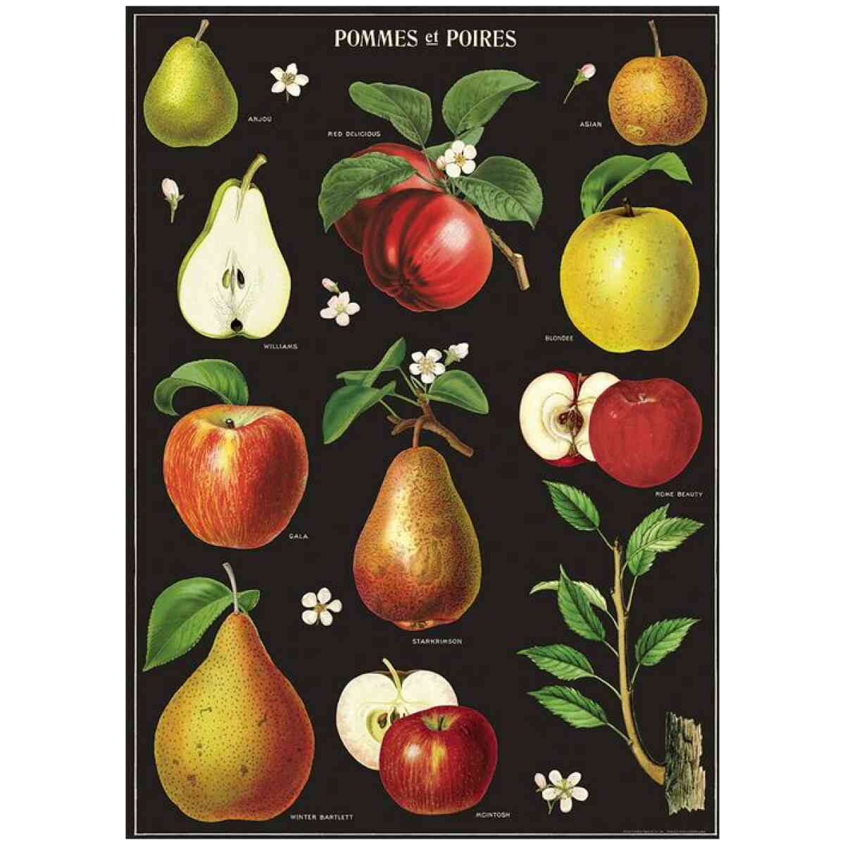 Apples Pears Poster Cavallini