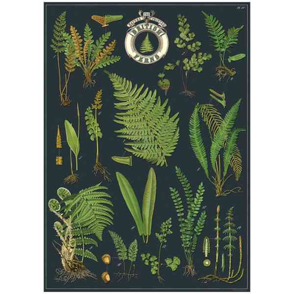 British Ferns - Poster