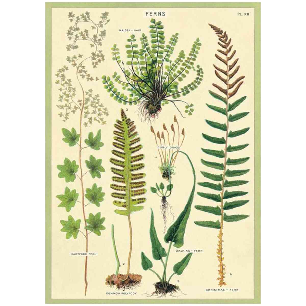 Ferns Cavallini - Poster