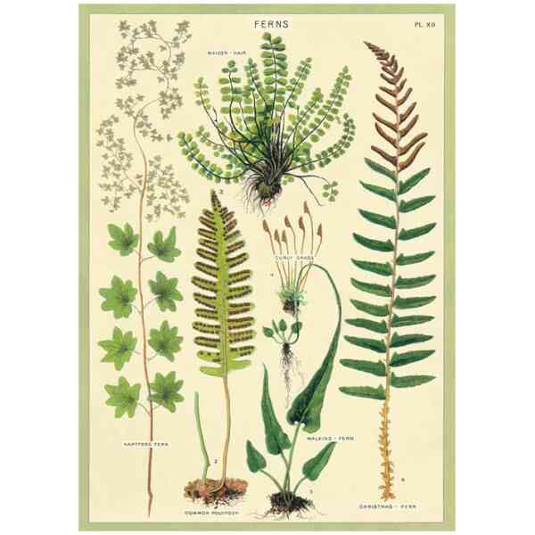 Ferns Cavallini - Poster