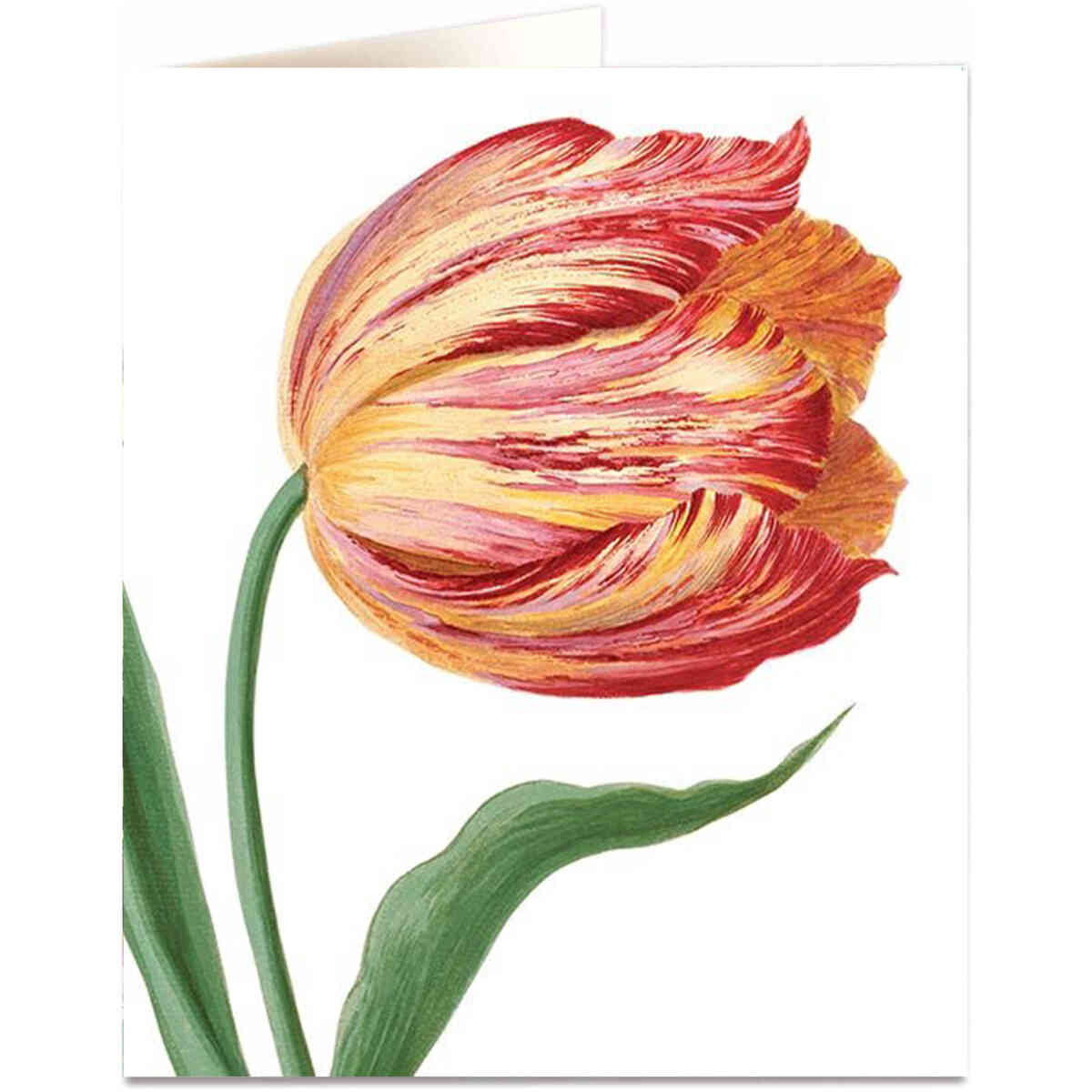 Single tulip