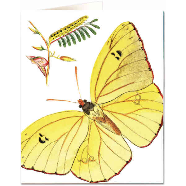 Sulphur yellow butterfly