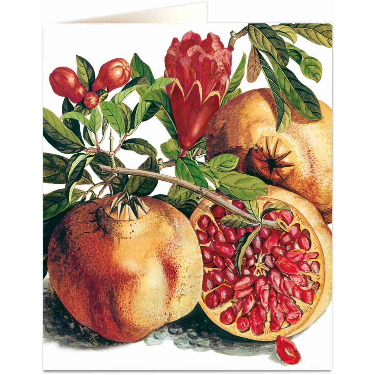 Pomegranate