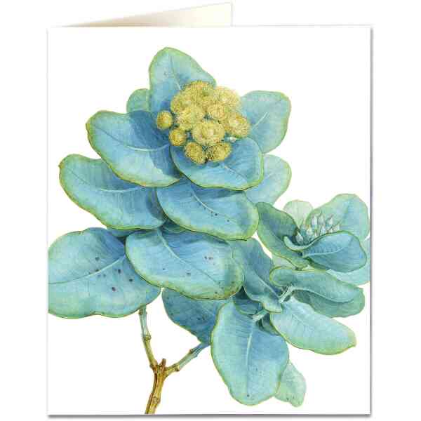 Eucalyptus