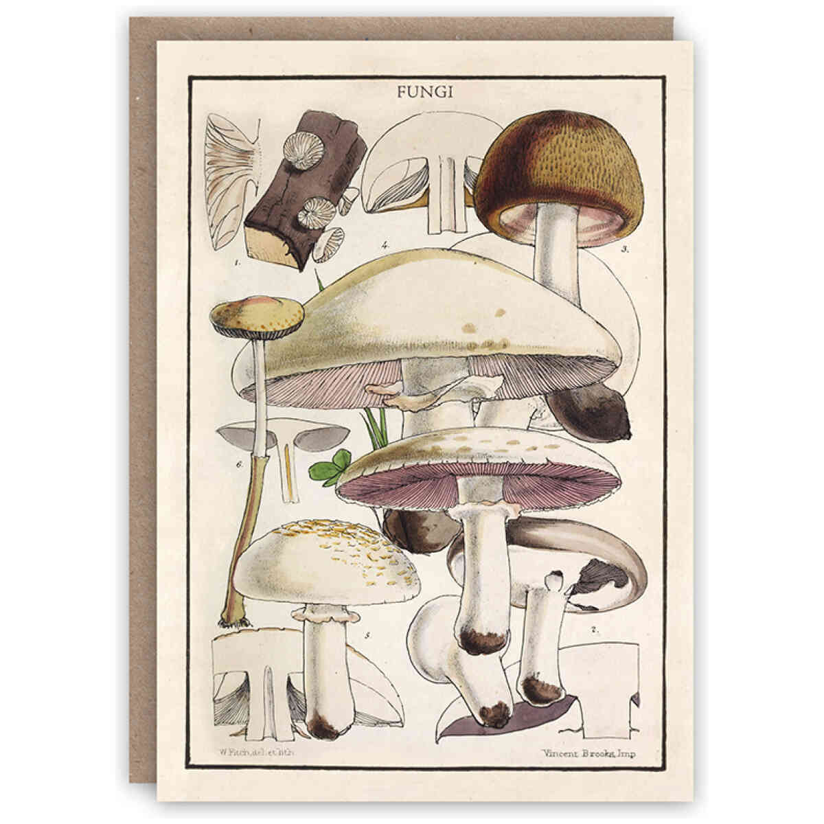 Fungi greeting card