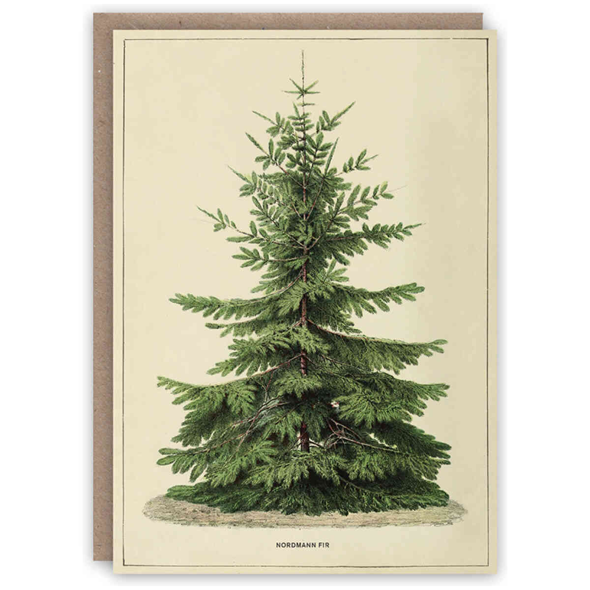 Nordmann Fir Christmas card