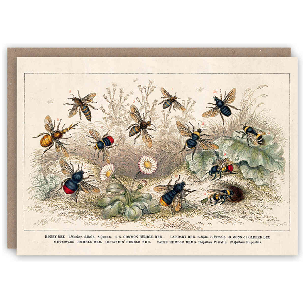 Honey Bee greeting card