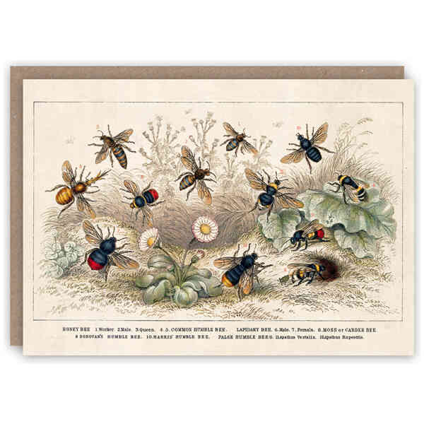 Honey Bee greeting card