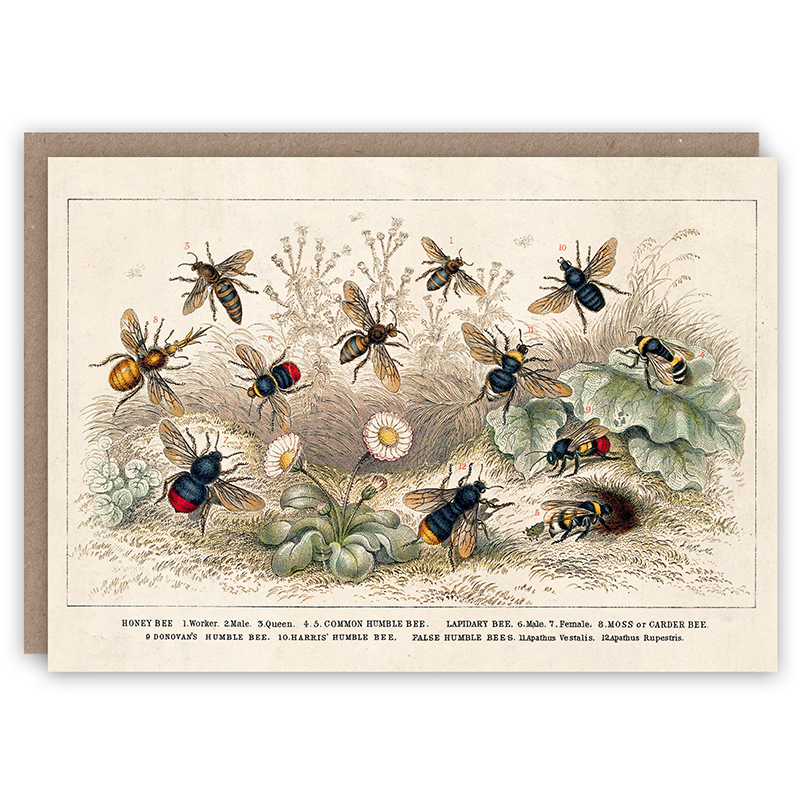 thumbnail image 2 of Honey Bee Wishes For Baby Cards - 24 Count 2 of 12
