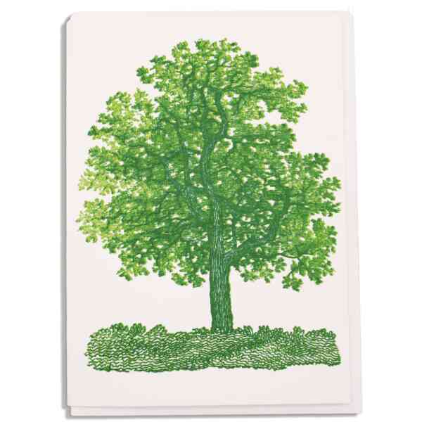 Oak tree