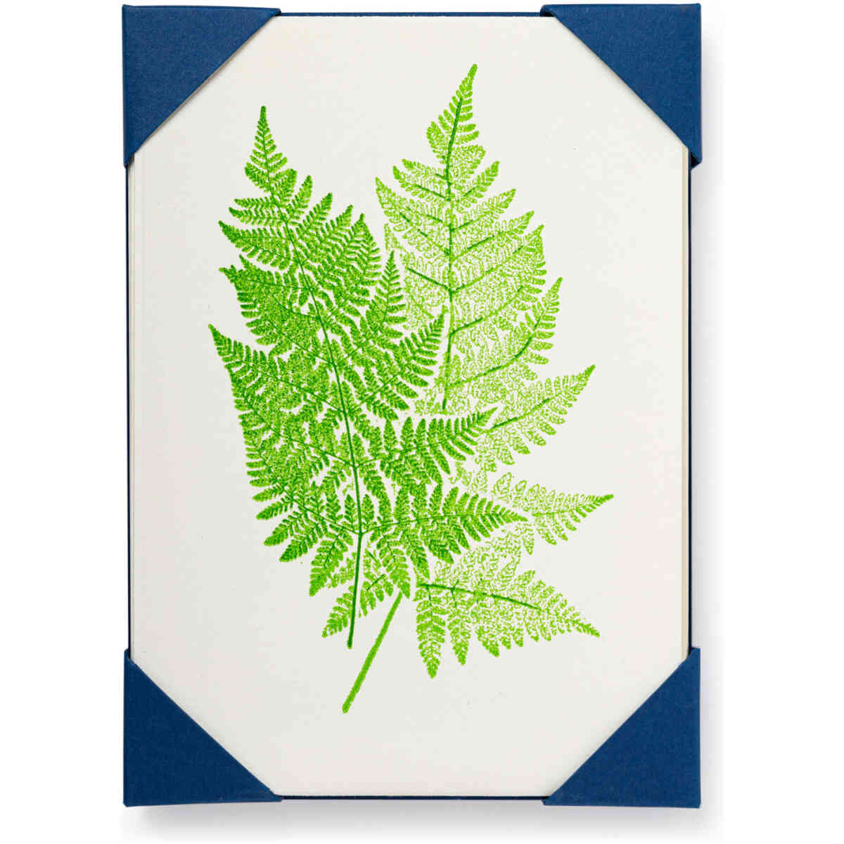 Fern 2
