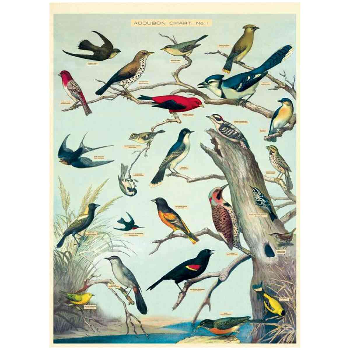 Audubon Birds Poster Cavallini