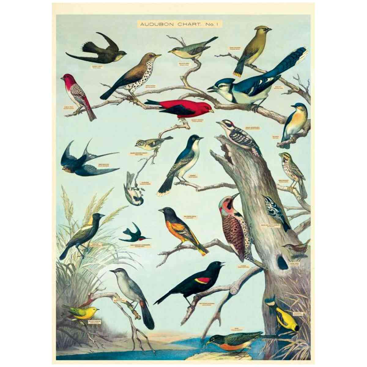 Audubon Birds - Poster