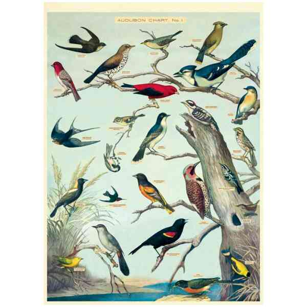 Audubon Birds - Poster