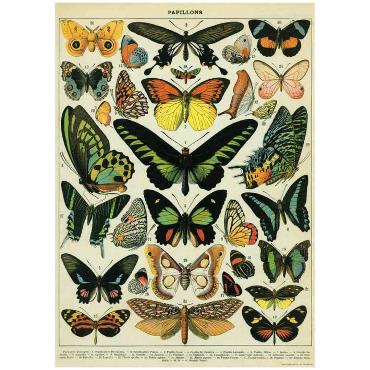 Butterflies Poster Cavallini