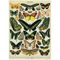 Butterflies Poster Cavallini