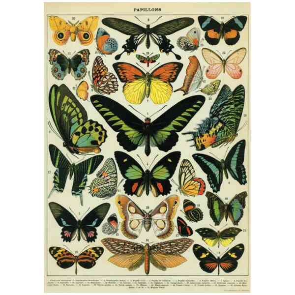 Butterflies - Poster