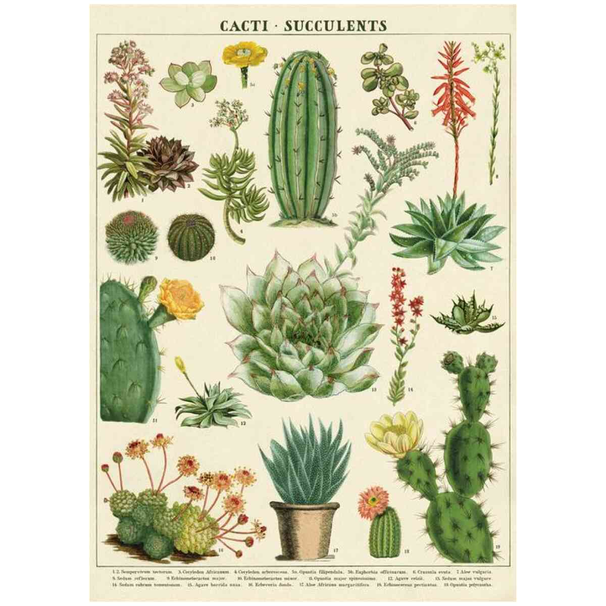 Cacti Succulents Poster Cavallini