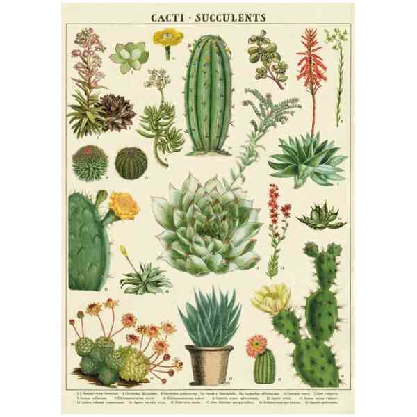 Cacti & Succulents - Poster