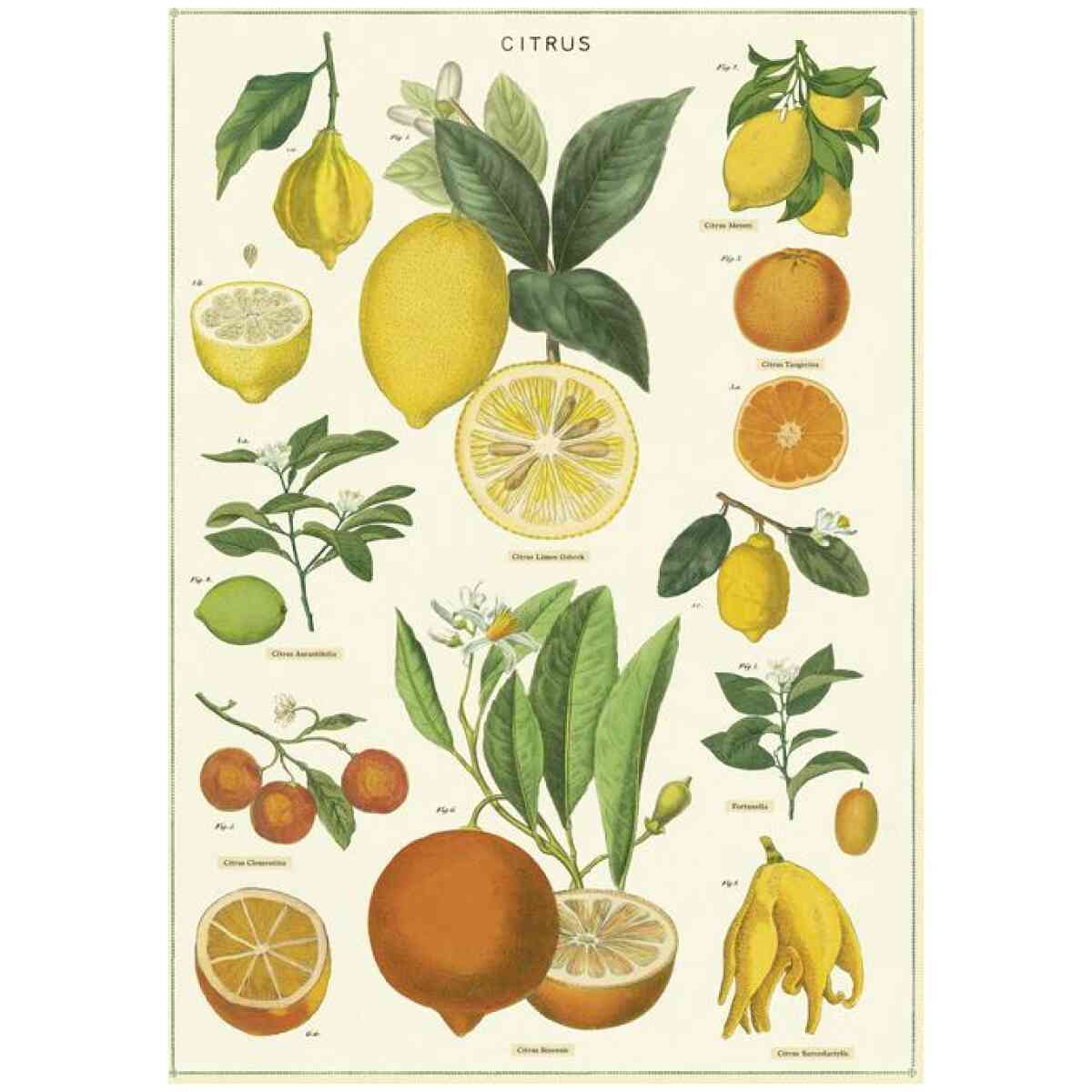 Citrus - Poster