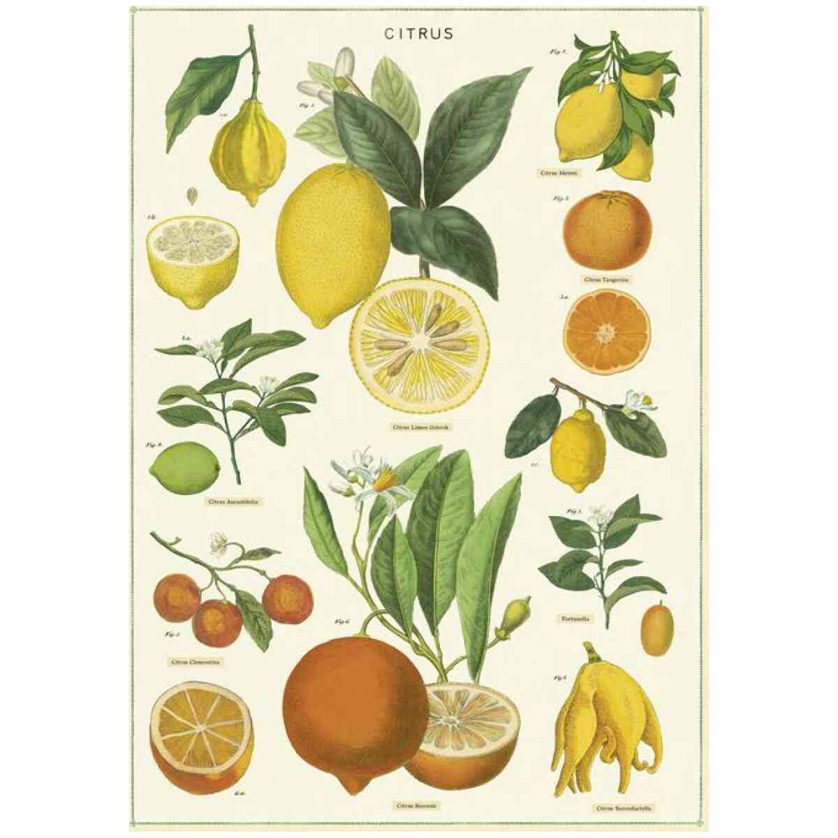 Citrus Poster Cavallini