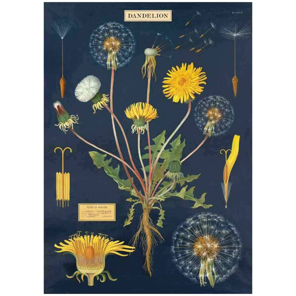 Dandelion Chart Poster Cavallini