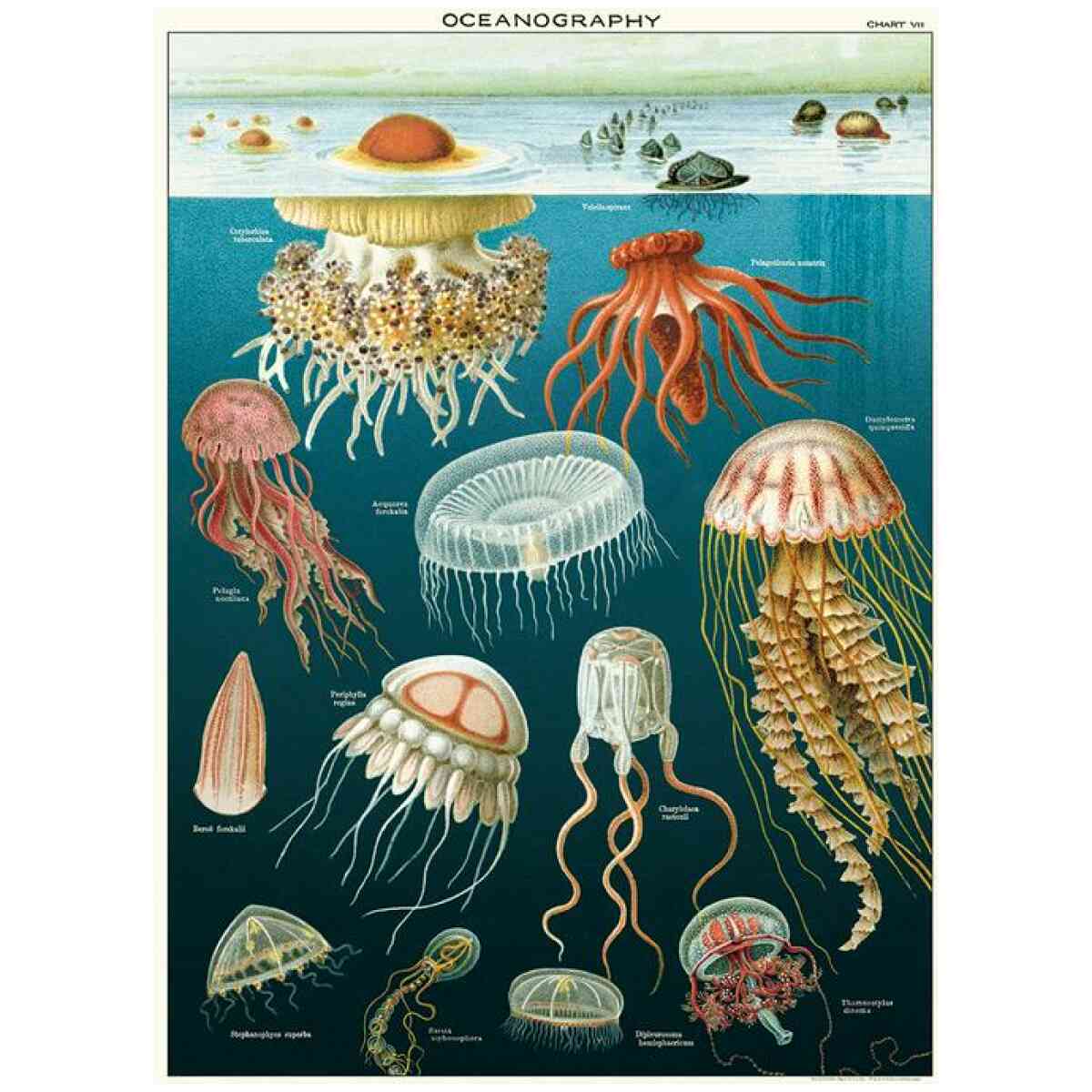 Jellyfish Poster Cavallini