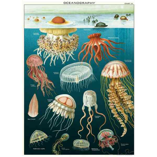 Jellyfish - Poster