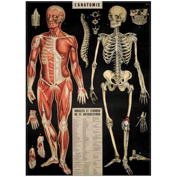 L'Anatomie - Poster
