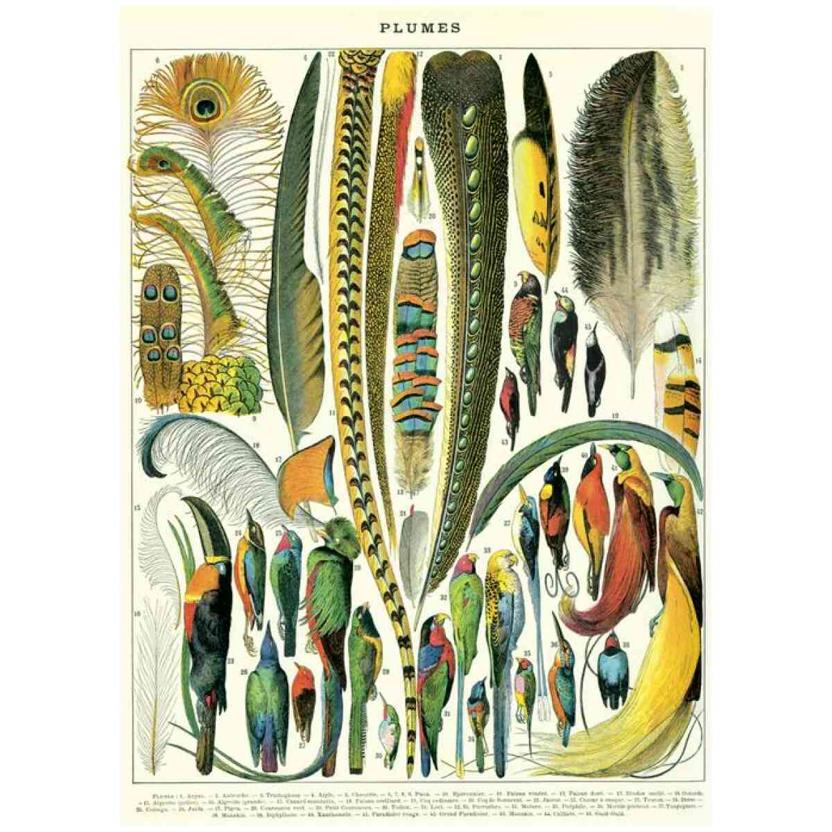 Plumes - Poster
