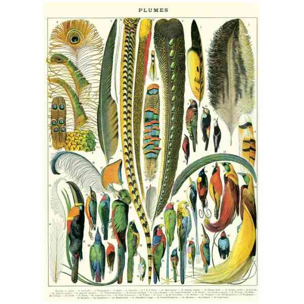 Plumes - Poster