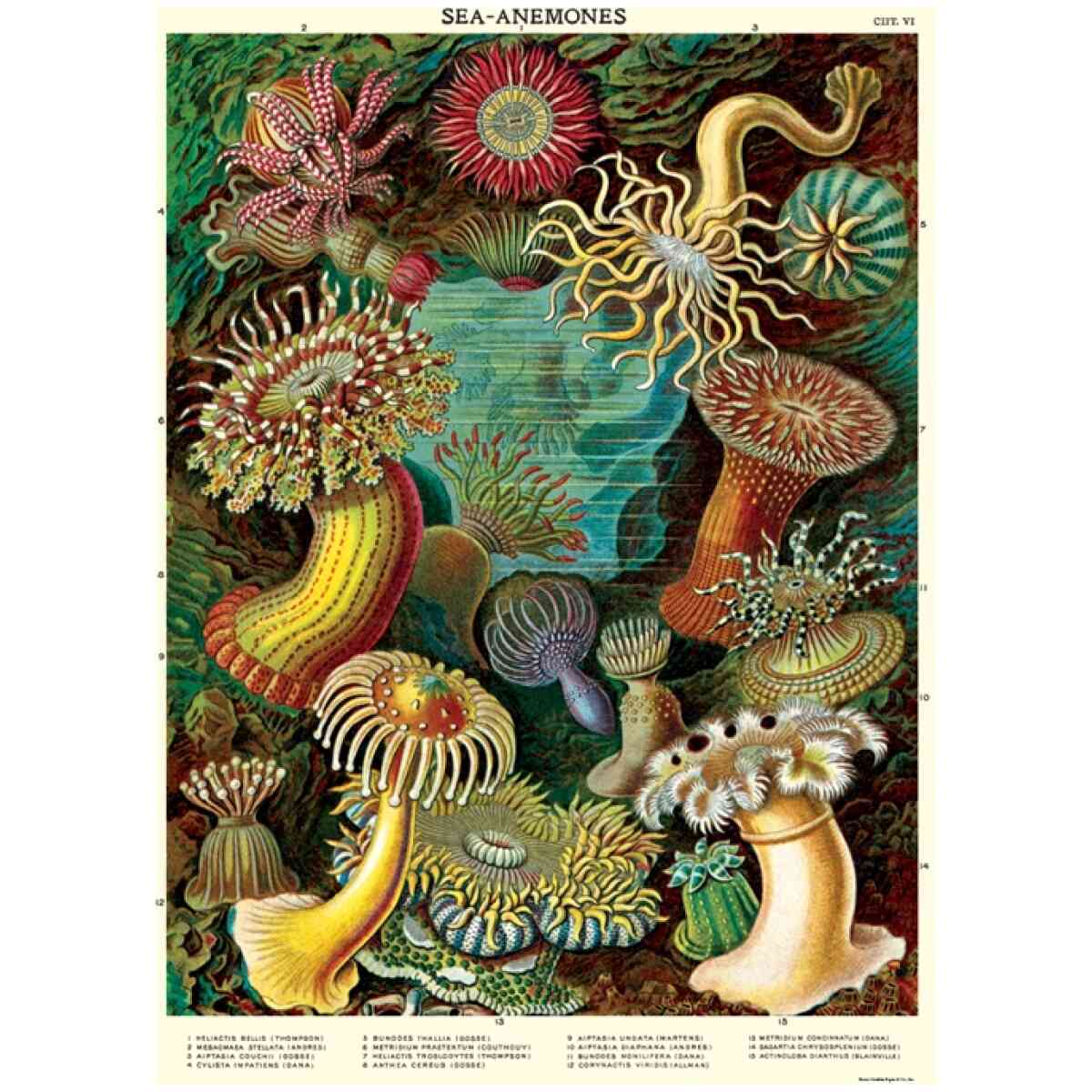 Sea Anemones Poster Cavallini