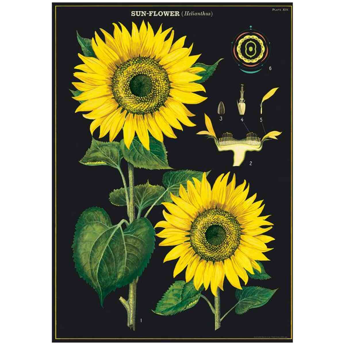 Sunflower Poster Cavallini