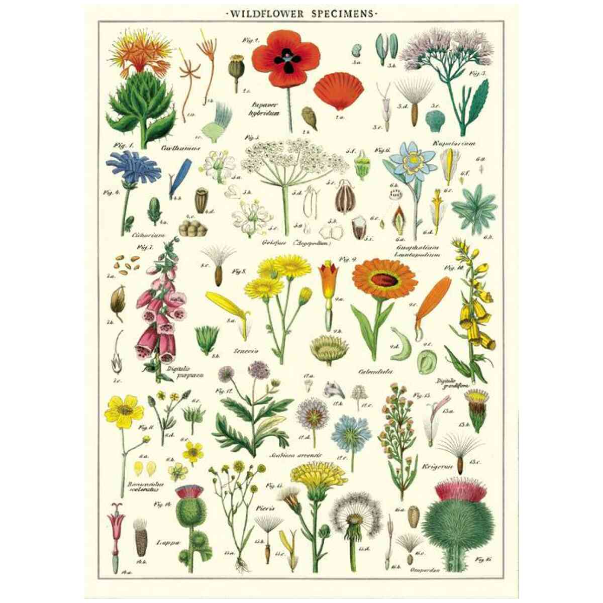 Wildflowers Poster Cavallini