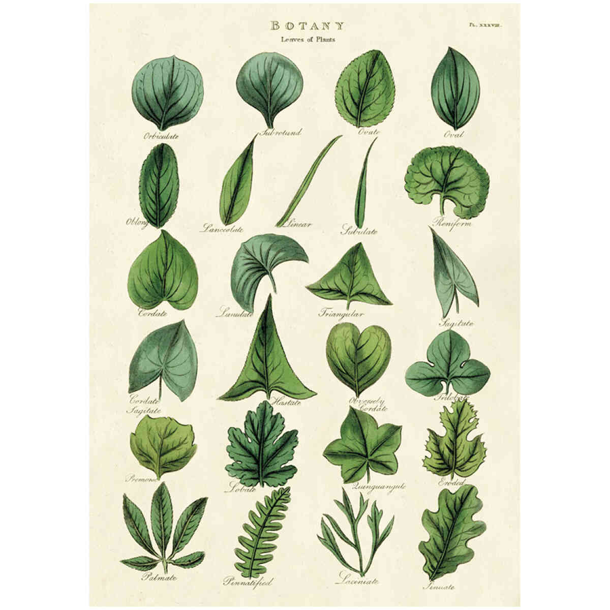 Botany Leaves - Poster