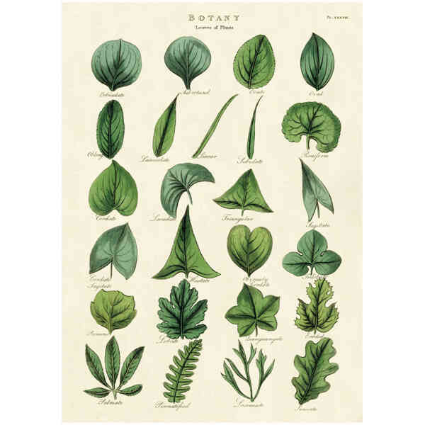 Botany Leaves - Poster