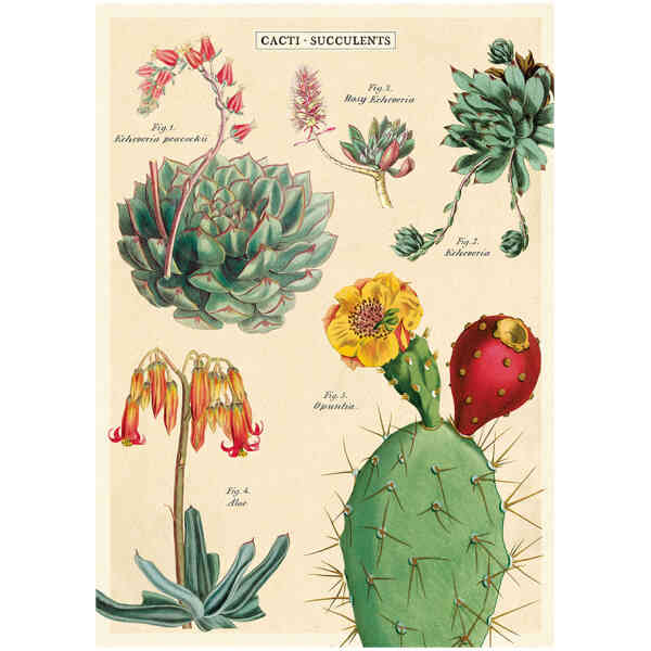 Cacti . Succulents - Poster
