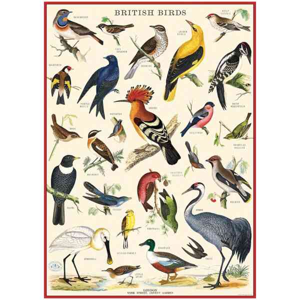 British Birds Wrap - Poster