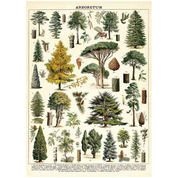 Arboretum - Poster