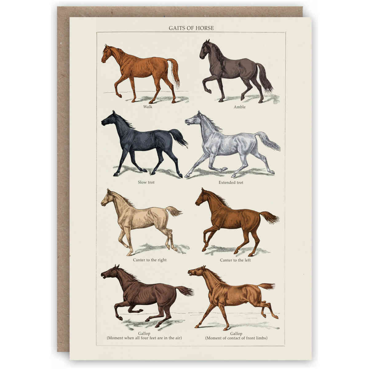 Gaits of Horse
