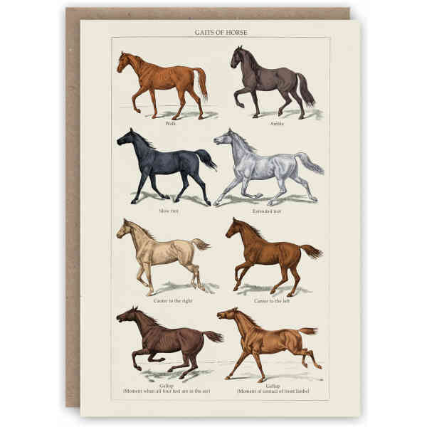 Gaits of Horse