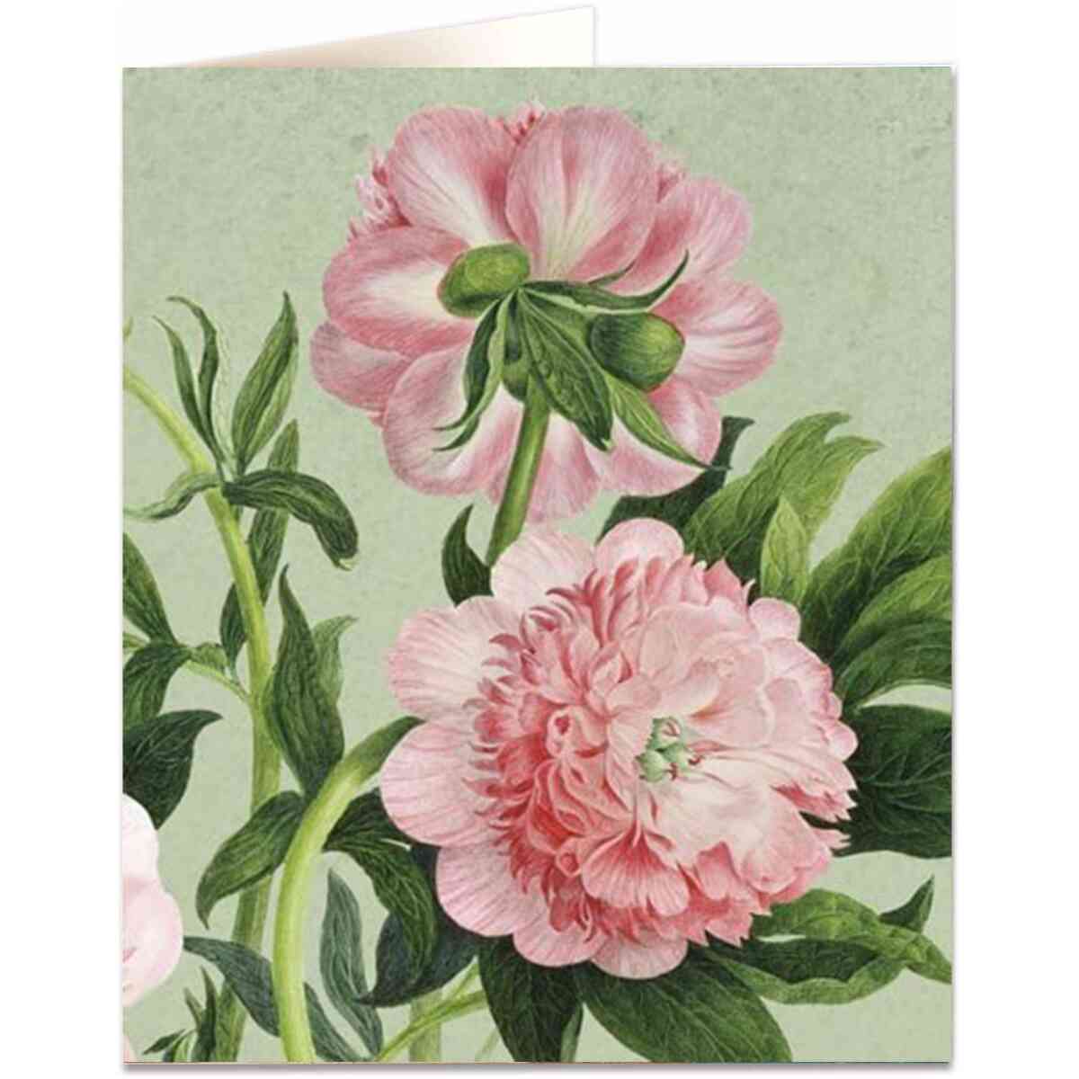 Peony on green