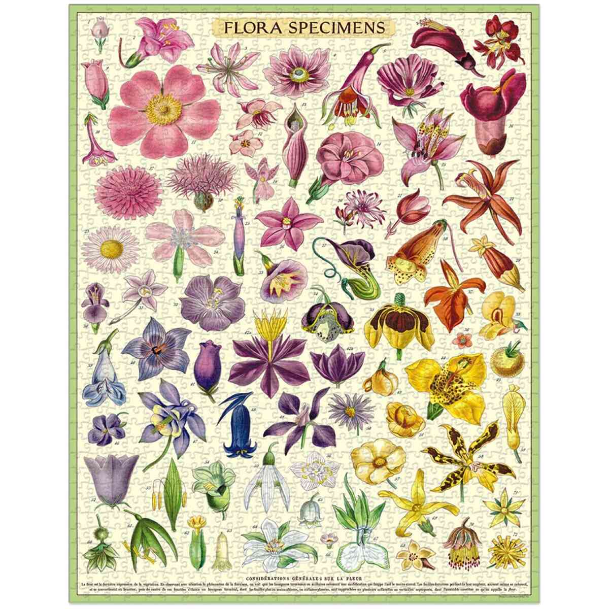 Cavallini & Co. Flora Specimen 1000 Piece Puzzle - Bild 2